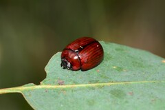 Paropsisterna rufobrunnea