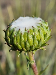 Grindelia hirsutula