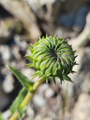 Grindelia hirsutula