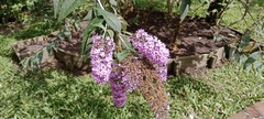 Buddleja davidii