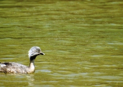Poliocephalus poliocephalus