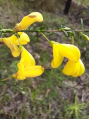 Cytisus