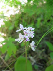 Galearis rotundifolia