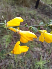 Cytisus