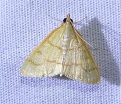 Helvibotys helvialis