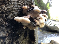 Amylocystis lapponica