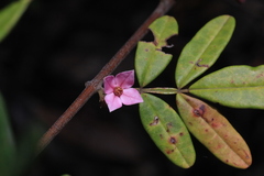 Boronia umbellata