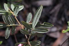 Boronia umbellata