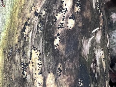 Rosellinia