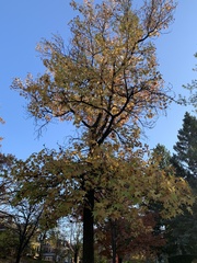 Liquidambar styraciflua