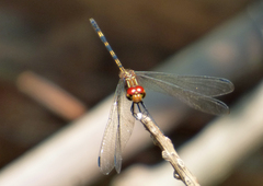 Dythemis sterilis