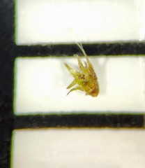 Micromitrium tenerum