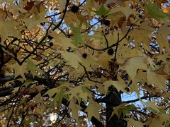 Liquidambar styraciflua