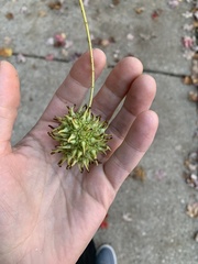 Liquidambar styraciflua