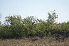 Betula pendula