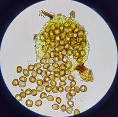 Micromitrium tenerum