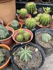 Echinopsis