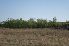 Betula pendula