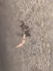 Michaelophorus indentatus