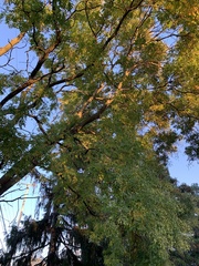 Styphnolobium japonicum