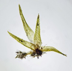 Micromitrium tenerum