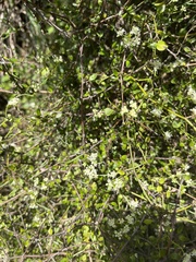 Scandia geniculata