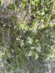 Scandia geniculata