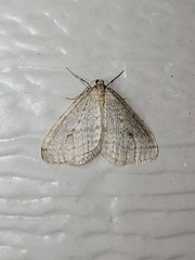 Operophtera bruceata