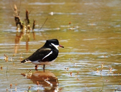 Erythrogonys cinctus