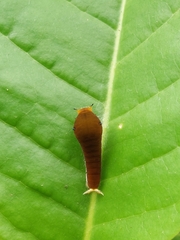 Graphium doson postianus