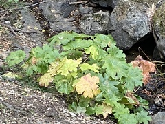 Darmera peltata