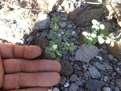 Drymaria holosteoides