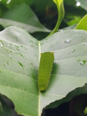 Graphium doson postianus