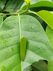 Graphium doson postianus