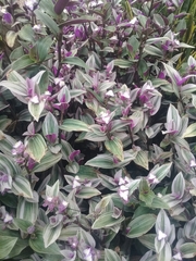 Tradescantia cerinthoides