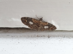 Pasiphilodes testulata