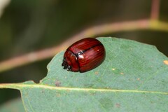 Paropsisterna rufobrunnea