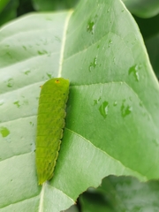 Graphium doson postianus