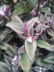 Tradescantia cerinthoides