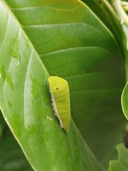 Graphium doson postianus