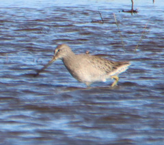 Limnodromus scolopaceus