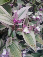 Tradescantia cerinthoides