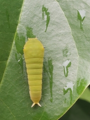 Graphium doson postianus