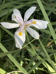 Dietes grandiflora