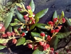 Nothofagus cliffortioides