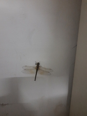 Anax ephippiger