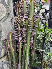 Euphorbia neriifolia