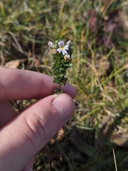 Euphrasia officinalis
