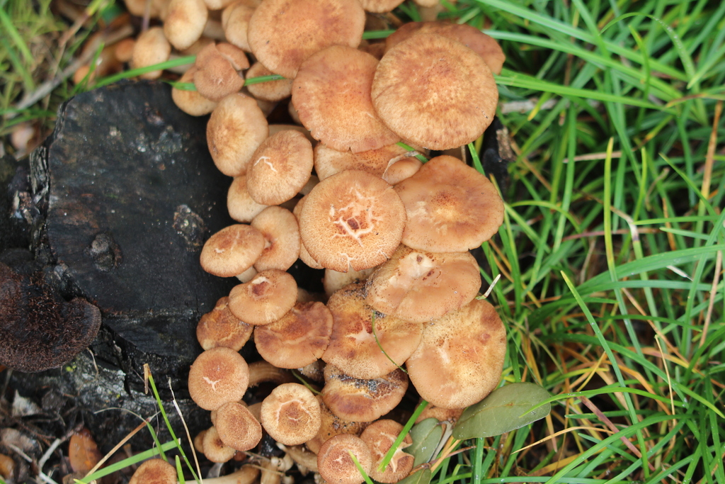 Ringless Honey Mushroom from Rowena Gardens, Orlando, FL 32803, USA on