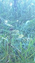 Sorghastrum